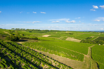 Fototapeta na wymiar The green vineyards in Europe, in France, in Burgundy, in Nievre, in Pouilly sur Loire, towards Nevers, in summer, on a sunny day.