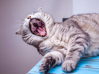 Playfull fluffy yawning cat lies on the table - 698484428