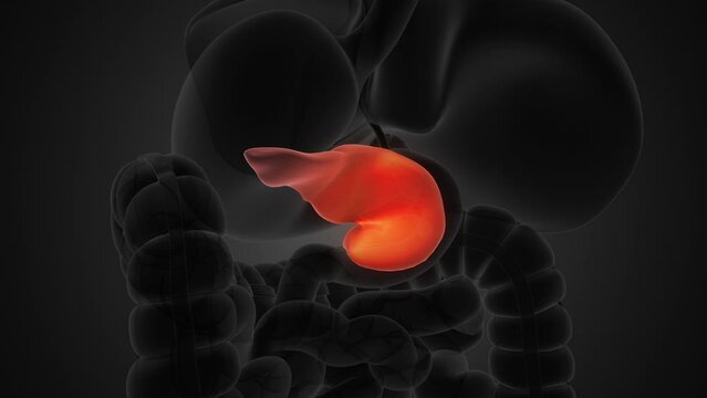 Human pancreas anatomy medical background