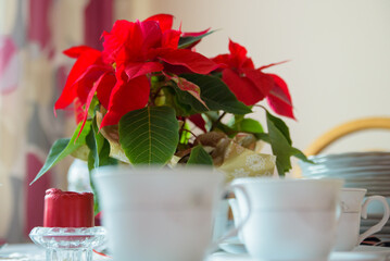 Gwiazda betlejemska © Michal