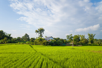 The green rice fields in the verdant countryside, Asia, Vietnam, Tonkin, Na San, in summer on a sunny day.