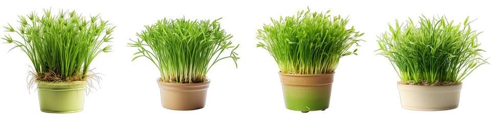 Fresh sprouts of oat grass in a pot Hyperrealistic Highly Detailed Isolated On Transparent Background Png File