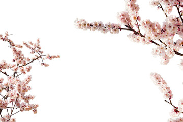 Cherry blossom tree branches