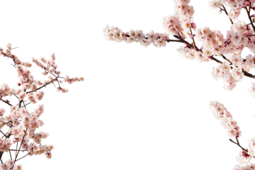 Cherry blossom tree branches