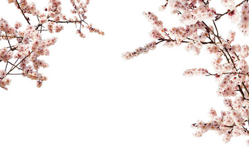 Cherry blossom tree branches