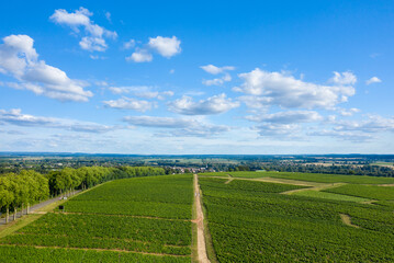 The green vineyards in Europe, in France, in Burgundy, in Nievre, in Pouilly sur Loire, towards...