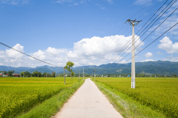 A concrete path among the green rice fields in the green valley , Asia, Vietnam, Tonkin, Dien Bien...