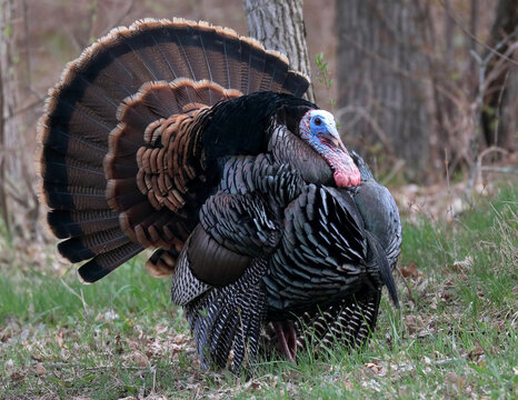 Male turkey quartering towards camera in full strut and display