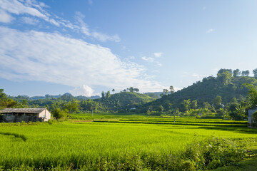 Fototapeta na wymiar The green rice fields in the verdant countryside, Asia, Vietnam, Tonkin, Na San, in summer on a sunny day.