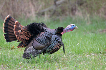 Male turkey in gobbling posture, stretched out neck thrust