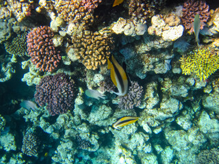 Heniochus intermedius in the expanses of the coral reef of the Red Sea