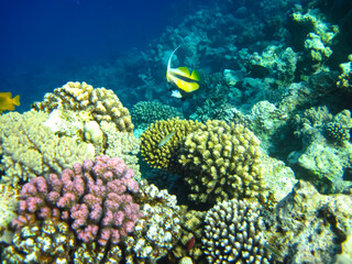 Heniochus intermedius in the expanses of the coral reef of the Red Sea
