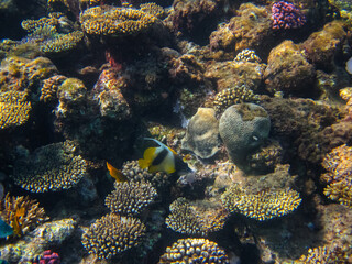 Obraz na płótnie Canvas Heniochus intermedius in the expanses of the coral reef of the Red Sea
