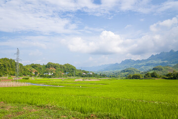 The green rice fields in the verdant countryside, Asia, Vietnam, Tonkin, Na San, in summer on a...