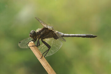 Closeup on a black meadowhawk dragonfly, Sympetrum danae, sitting on a twig with open wings