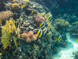 Naklejka na ściany i meble Heniochus intermedius in the expanses of the coral reef of the Red Sea