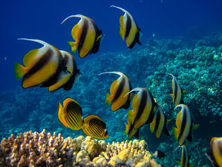 Heniochus intermedius in the expanses of the coral reef of the Red Sea