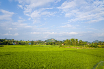 The green rice fields in the verdant countryside, Asia, Vietnam, Tonkin, Na San, in summer on a...