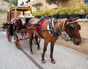 Naklejka na ściany i meble Horse-drawn carriage in Valletta, Malta
