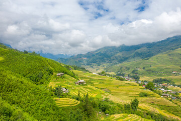 The green and yellow rice terraces on the green tropical mountains, in Asia, Vietnam, Tonkin, Sapa, towards Lao Cai, in summer, on a cloudy day.