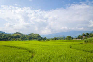 Fototapeta premium The green rice fields in the verdant countryside, Asia, Vietnam, Tonkin, Na San, in summer on a sunny day.