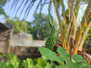 Closeup view and selective focus of fresh bitter gourd on a plant