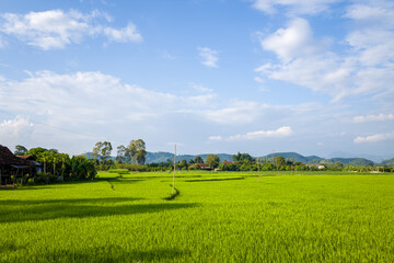 The green rice fields in the verdant countryside, Asia, Vietnam, Tonkin, Na San, in summer on a sunny day.