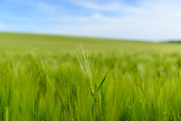 Wheat fields in the countryside in Europe, in France, in Burgundy, in Nievre, towards Clamecy, in Spring, on a sunny day.