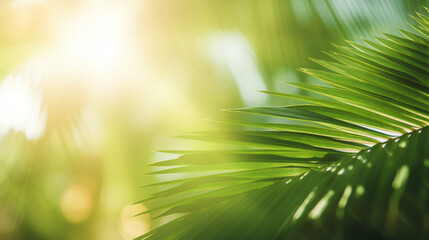 Blur beautiful nature green palm leaf