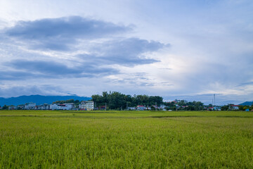 The green rice fields in the green mountains, Asia, Vietnam, Tonkin, Dien Bien Phu, in summer, on a cloudy day.