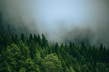 Beautiful forest wallpaper. Scenic coniferous forest in the cloud. 