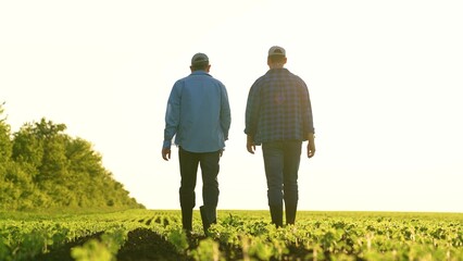 Agriculture. two male farmers walk through farmer field sunset. business meeting two entrepreneurs. two agronomists sunset. team farmers agronomists discuss harvest. organic vegetables. fresh sprouts - obrazy, fototapety, plakaty