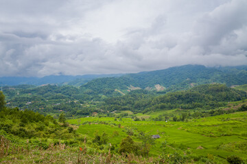 The green rice fields in the green mountains, Asia, Vietnam, Tonkin, Dien Bien Phu, in summer, on a cloudy day.
