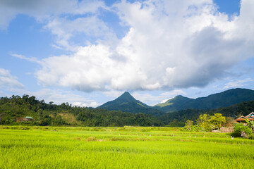 The green rice fields in the middle of the green countryside and mountains, in Asia, Vietnam, Tonkin, Dien Bien Phu, in summer, on a sunny day.