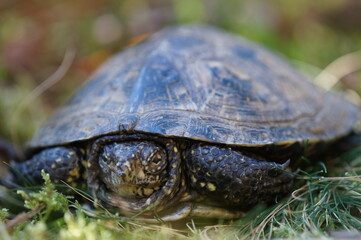 Emys orbicularis en sú habitat