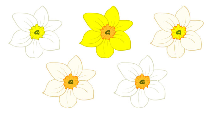 Daffodil flower bud, narcissus blooming head isolated on white. Hand drawn sketch of yellow and orange colors. Vector picture for Easter illustration, spring or summer colorful floral design, print.