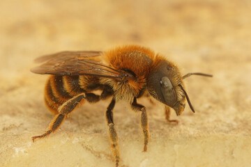 Detailed closeup on a colorful female of the Gold-fringed Mason Bee, Osmia aurulenta