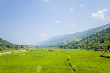 Fototapeta na wymiar Rice fields in the middle of forests and green mountains, in Asia, Vietnam, Tonkin, between Dien Bien Phu and Lai Chau, in summer, on a sunny day.