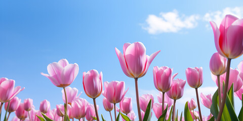 Beautiful pink spring tulip flowers with blue sky in background