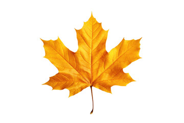 Single Autumn Leaf Isolated On Transparent Background