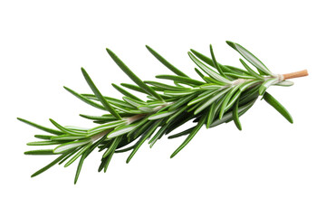 Herb Rosemary Isolated On Transparent Background
