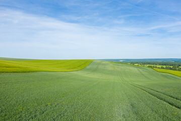 Wheat fields in the countryside in Europe, in France, in Burgundy, in Nievre, towards Clamecy, in Spring, on a sunny day.