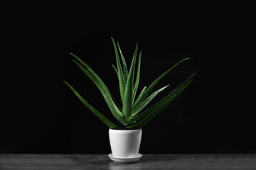 Green aloe vera in pot on table against black background