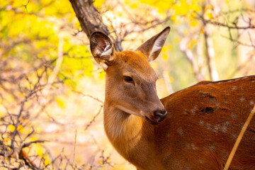 Beautiful sika deer in the autumn forest against the background of colorful foliage of trees. The deer looks to the sides and chews the grass. Fabulous forest autumn landscape with wild animals.