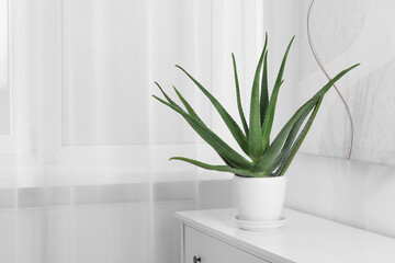 Green aloe vera in pot on chest of drawers indoors, space for text - obrazy, fototapety, plakaty