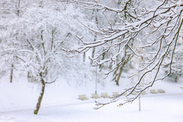 Beautiful tree branches covered with snow in winter park, space for text