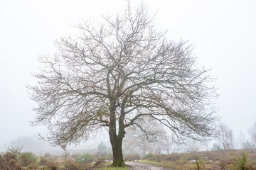 Dutch moorland landscape with a single tree with meandering branches contrasted against a moist misty fog background. Winter weather conditions theme.