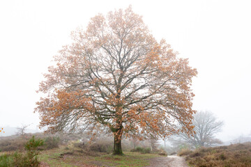 Walking pathway in Dutch moorland landscape with a single tree with meandering branches contrasted against a moist misty fog background. Winter theme.