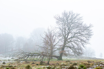Thick mist surrounding half fallen tree in Dutch moorland landscape  with meandering branches contrasted against a moist misty fog background. Winter weather conditions theme.