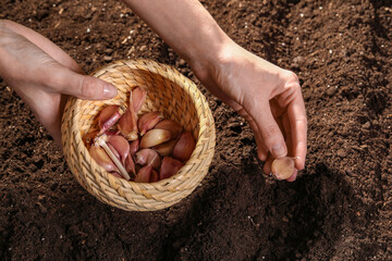 Woman planting garlic cloves into fertile soil, closeup
